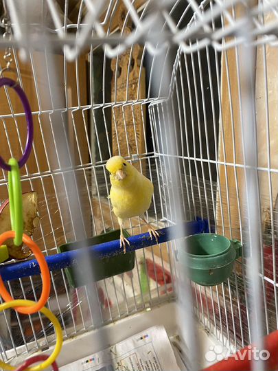 Канарейка самка