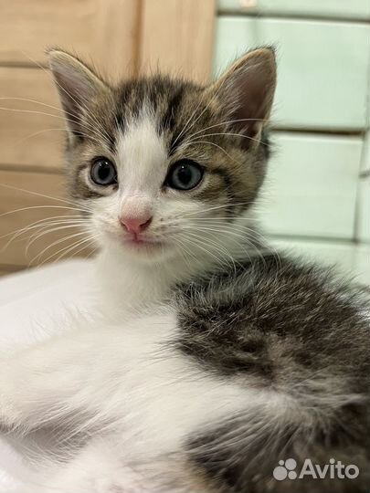 Кошка в дар