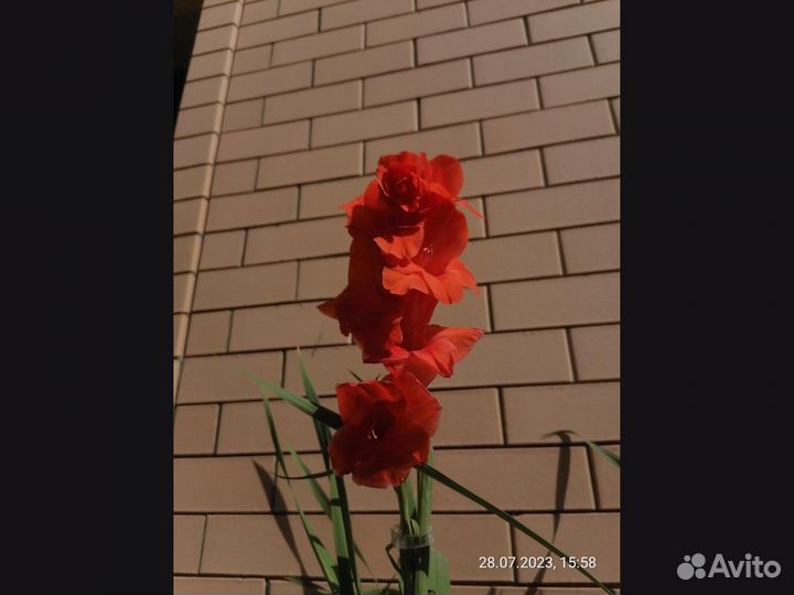 Многолетники цветы
