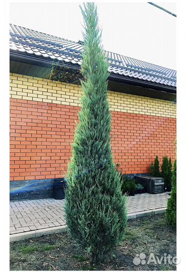 Туя «Смарагд», можжевельник «Блю Эрроу»