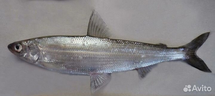 Рыба ряпушка
