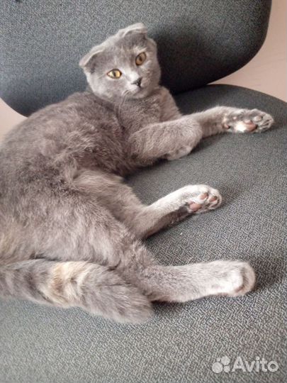 Кошки вислоухие