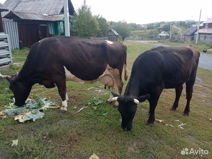 Телки стельные