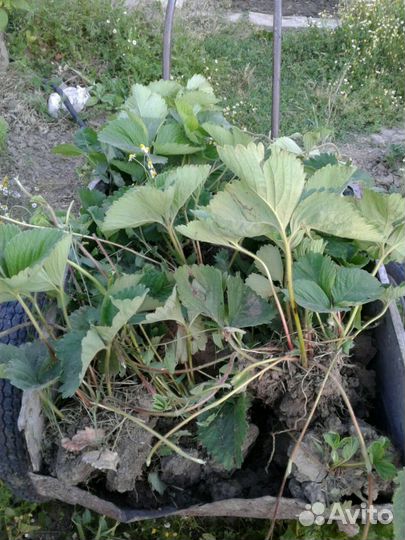 Клубника На рассаду