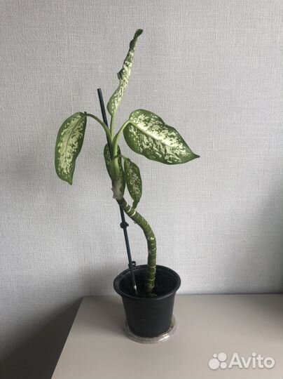 Диффенбахия