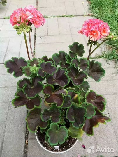 Комнатные цветы