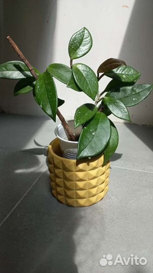 Хойя карноза (возможен обмен)