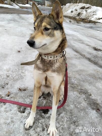 Лайка