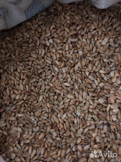 Ядро подсолнечника