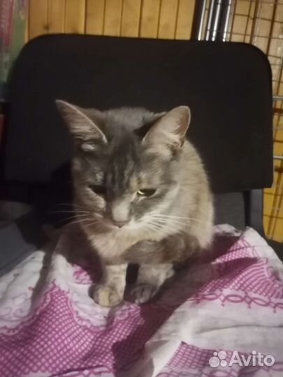 Кошка в дар бесплатно