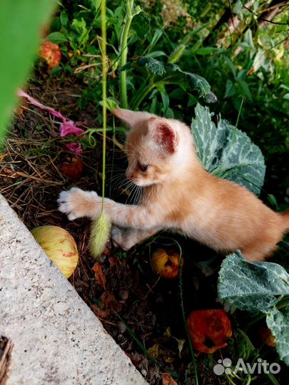 Рыжий котёнок