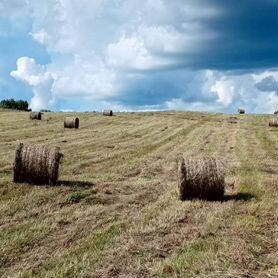 Продам сено в рулонах