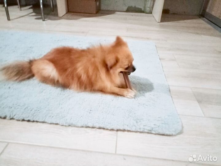 Померанский шпиц девочка