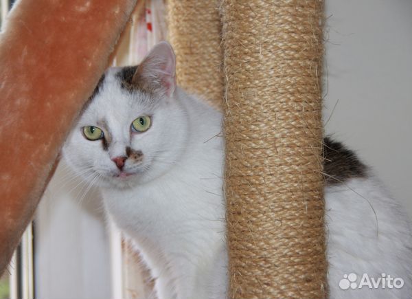 Грустный день рождения крылатого кота Зорана