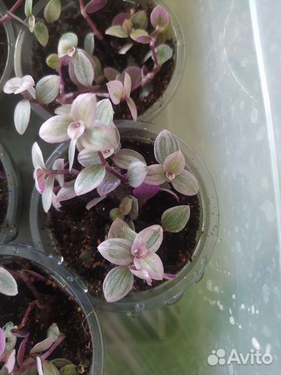 Коллизия розовая пантера