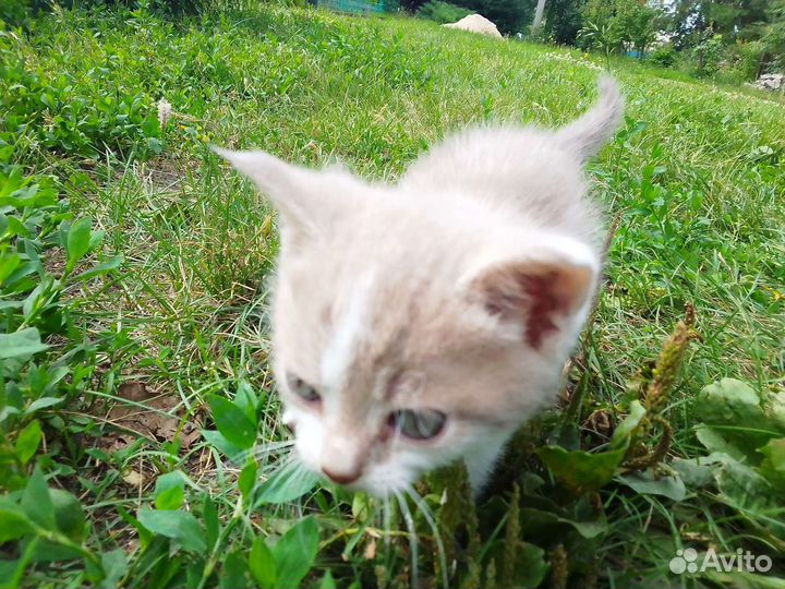 Котята