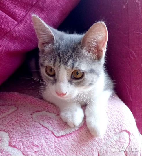 Котята, котенок в дар