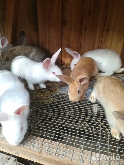 Кролик и крольчата мясных пород