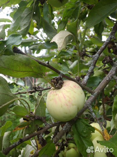 Яблоки домашние