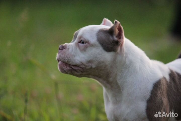 Американский булли