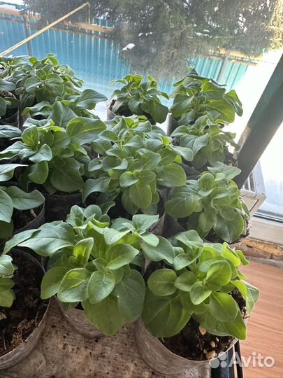 Маточники петунии тайдал, опера