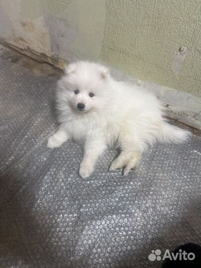 Японский шпиц из питомника