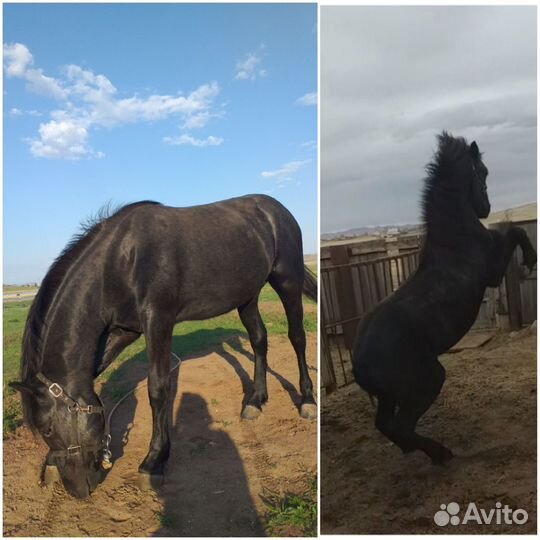 Жеребец 1г8м