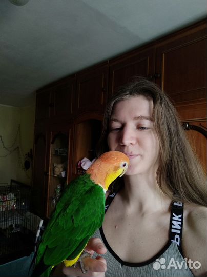 Фиксированная цена) Передержка попугаев