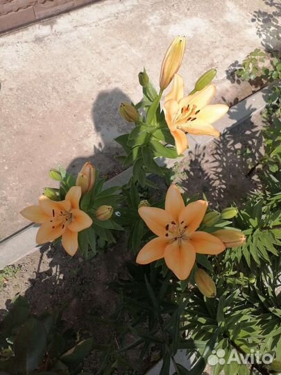 Цветы для дома и сада