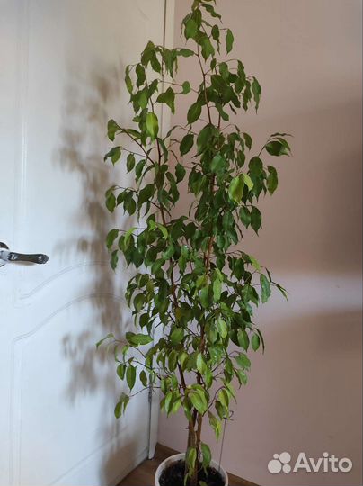 Фикусы Бенджамина Эстер и Даниэль