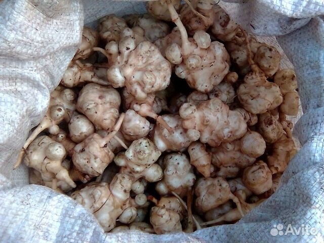 Топинамбур клубни