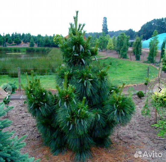 Сосна Шверина Вит хорс