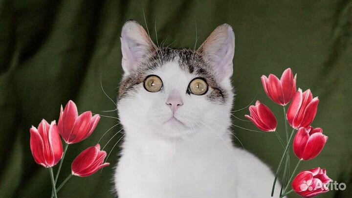 Котенок Фан Фан Тюльпан ишет дом в дар бесплатно