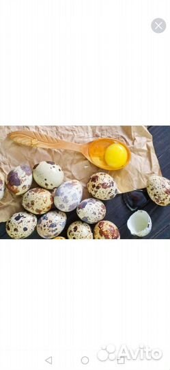 Яйца перепелиные