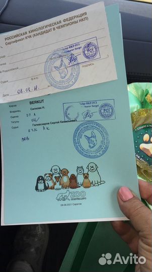 Бигль вязка