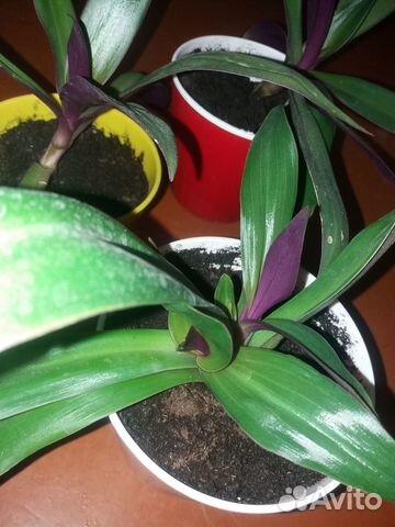 Цветок рео рэо традесканция Ладья Моисея фиолет