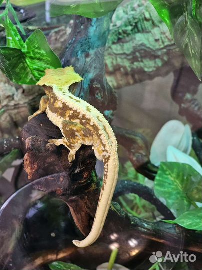 Реснитчатый бананоед самец и самка