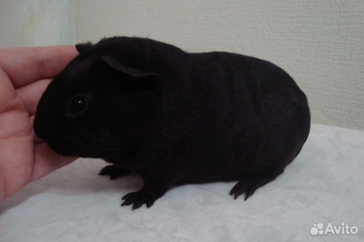 Морские свинки