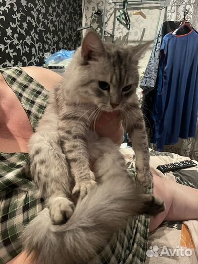 Котята помесь британец-сфинкс браш