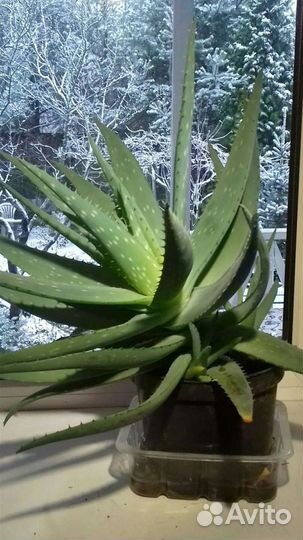 Лекарственное комнатное растение Алоэ Вера