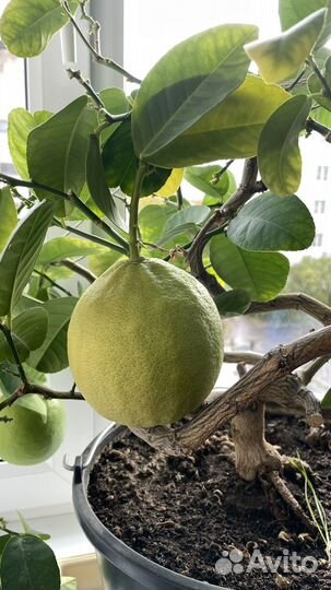 Лимонное дерево 
