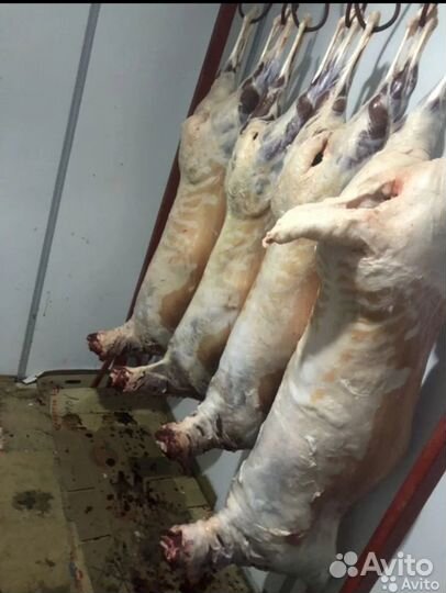 Бараны и овцы