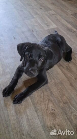 Щенки лабрадора