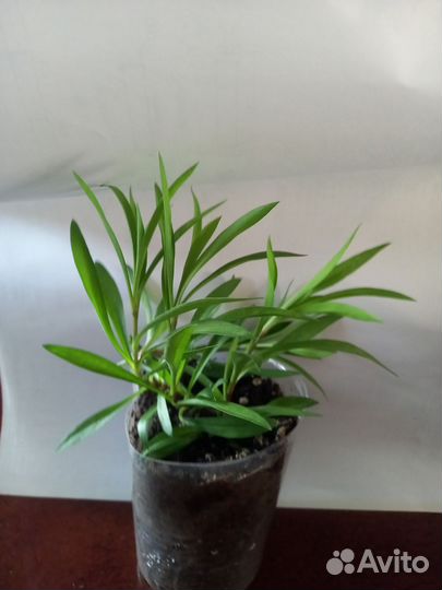 Гвоздика ампельная