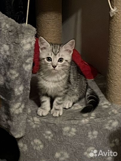 Котята мейн-кун