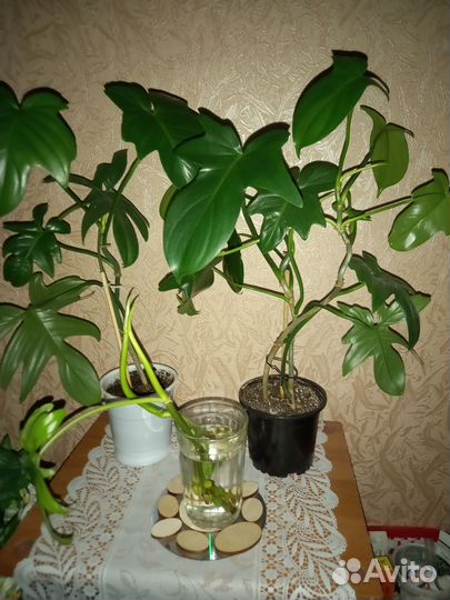 Филодендром гитаровидный