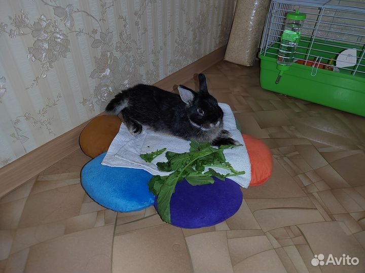 Декоративные кролики