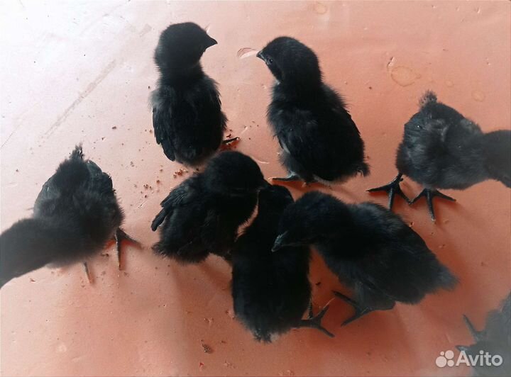 Инкубационное яйцо. цыплята Ухейилюй