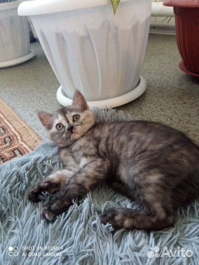 Котёнок девочка будет два месяца