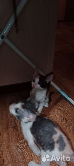 Котята корниш-рекс